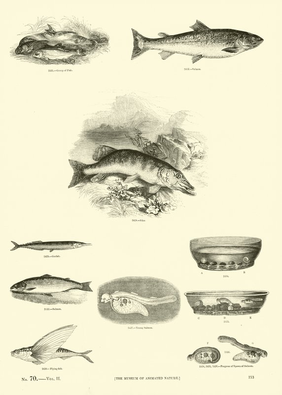 Pagina uit Het Picturale Museum van Geanimeerde Natuur door English School