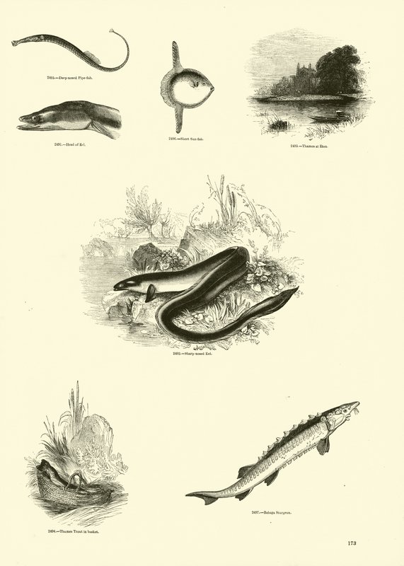 Pagina uit Het Picturale Museum van Geanimeerde Natuur door English School