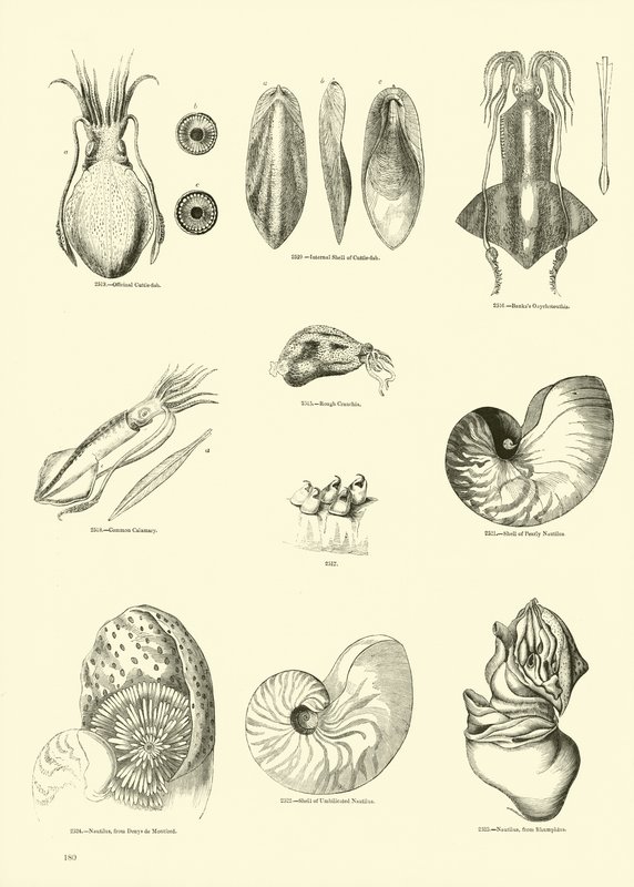 Pagina uit Het Picturale Museum van Geanimeerde Natuur door English School