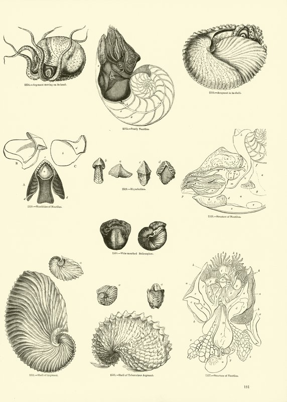 Pagina uit Het Picturale Museum van Geanimeerde Natuur door English School