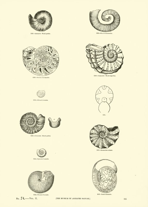 Pagina uit Het Picturale Museum van Geanimeerde Natuur door English School