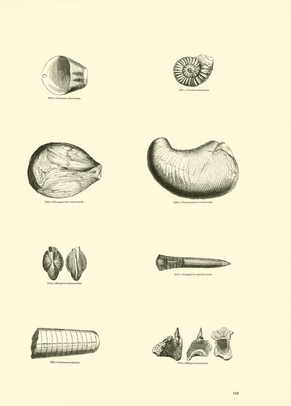 Pagina uit Het Picturale Museum van Geanimeerde Natuur door English School