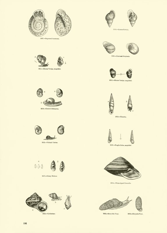 Pagina uit Het Picturale Museum van Geanimeerde Natuur door English School