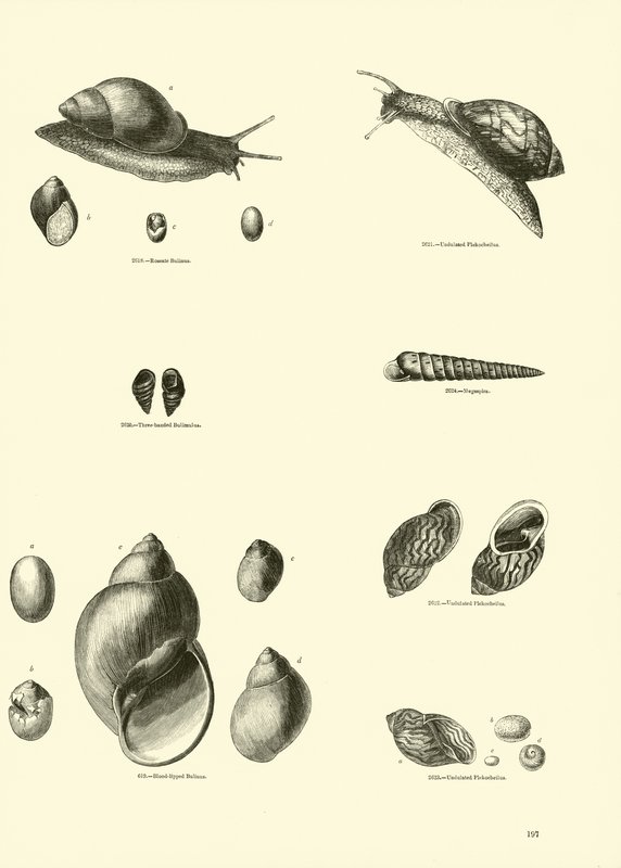 Pagina uit Het Picturale Museum van Geanimeerde Natuur door English School