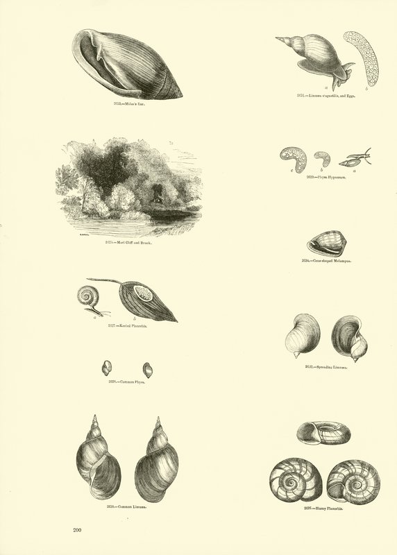 Pagina uit Het Picturale Museum van Geanimeerde Natuur door English School