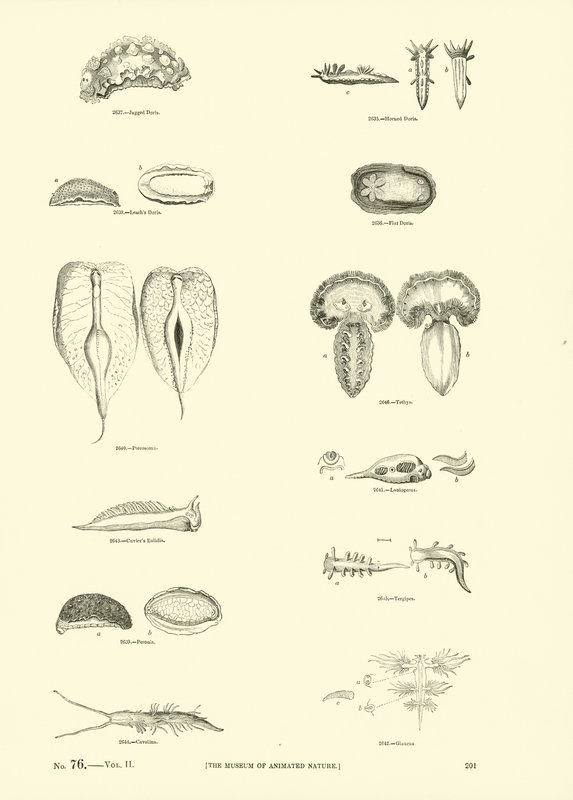 Pagina uit Het Picturale Museum van Geanimeerde Natuur door English School