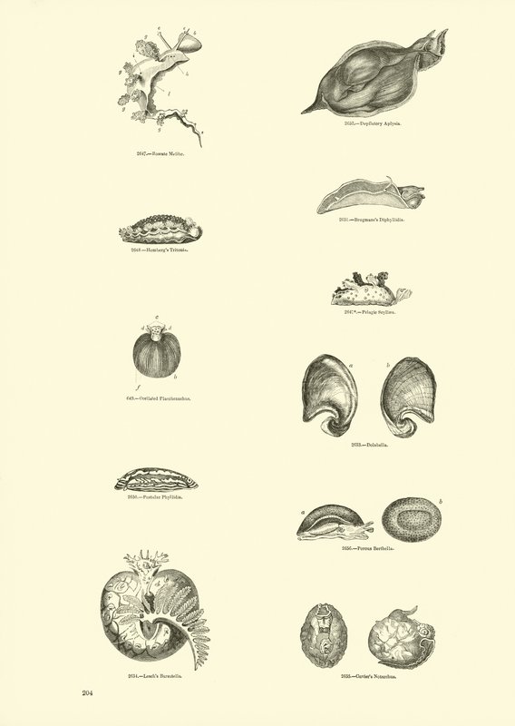 Pagina uit Het Picturale Museum van Geanimeerde Natuur door English School