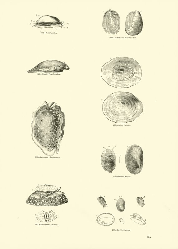 Pagina uit Het Picturale Museum van Geanimeerde Natuur door English School