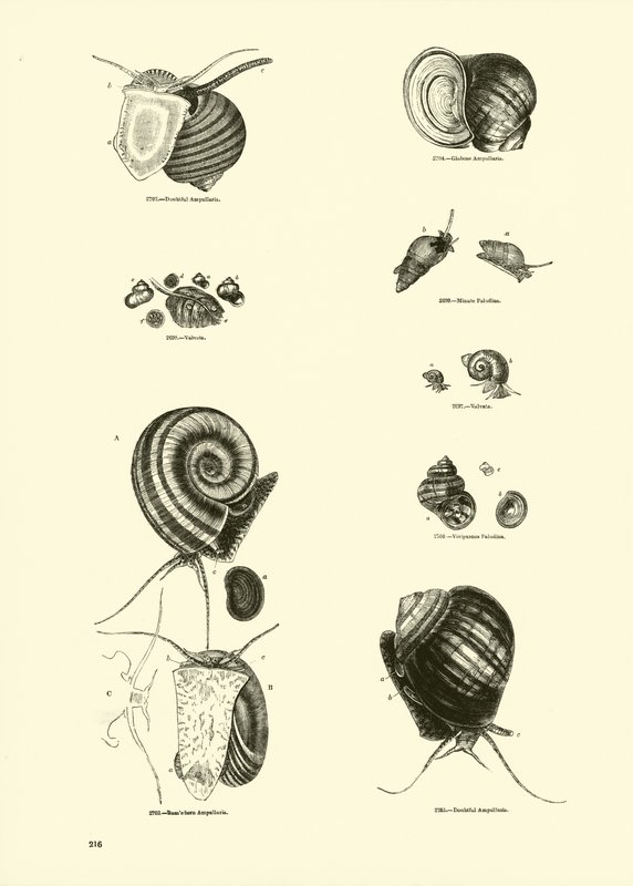 Pagina uit Het Picturale Museum van Geanimeerde Natuur door English School
