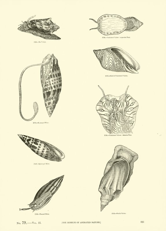 Pagina uit Het Picturale Museum van Geanimeerde Natuur door English School
