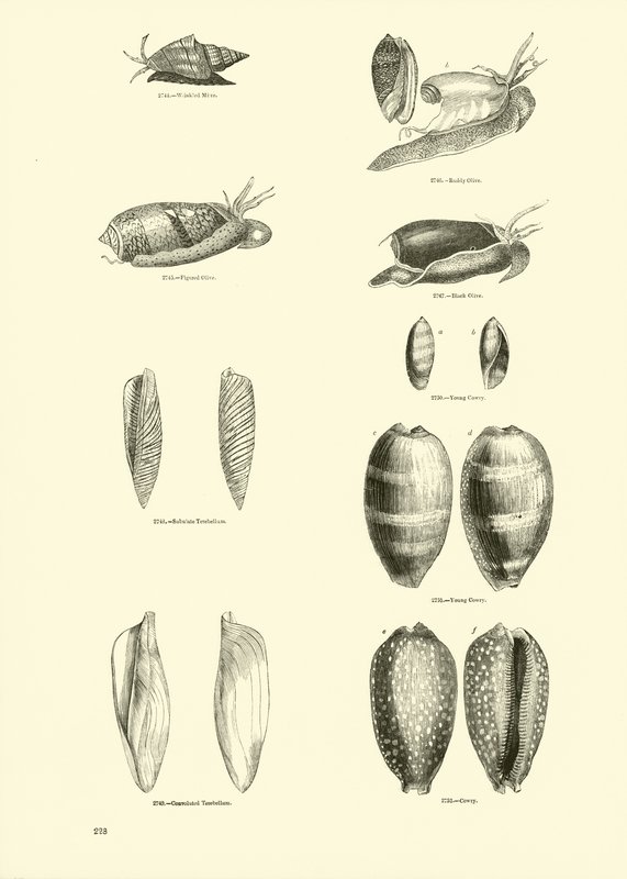 Pagina uit Het Picturale Museum van Geanimeerde Natuur door English School