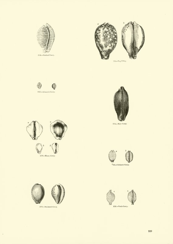 Pagina uit Het Picturale Museum van Geanimeerde Natuur door English School