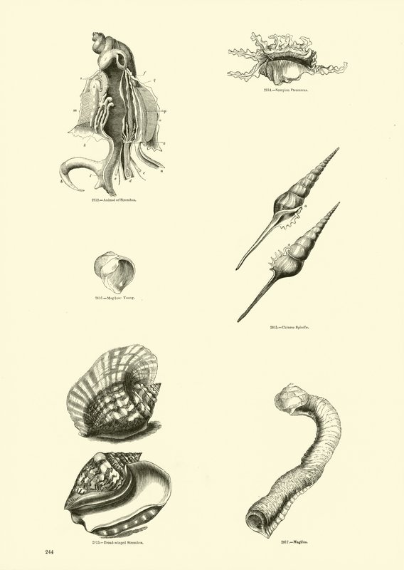 Pagina uit Het Picturale Museum van Geanimeerde Natuur door English School