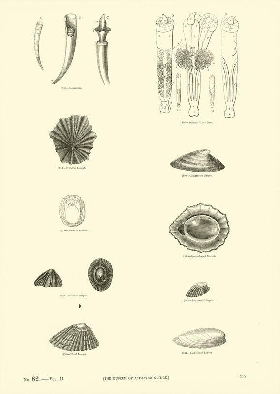Pagina uit Het Picturale Museum van Geanimeerde Natuur door English School