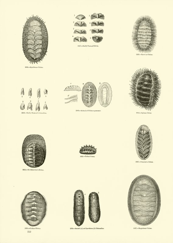 Pagina uit Het Picturale Museum van Geanimeerde Natuur door English School