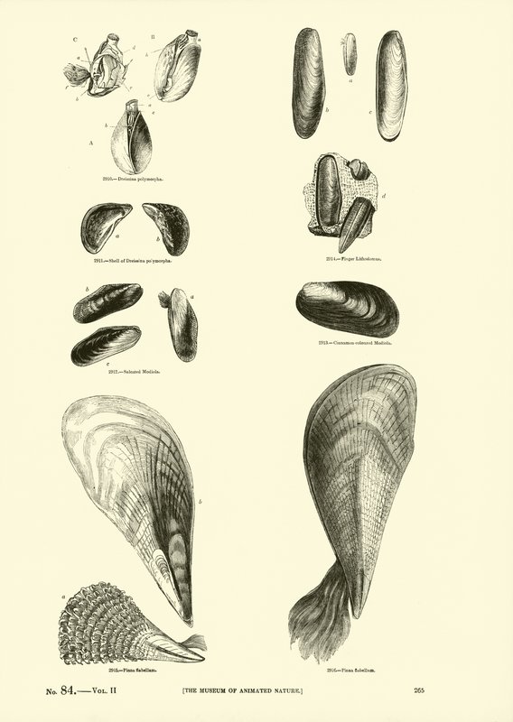 Pagina uit Het Picturale Museum van Geanimeerde Natuur door English School