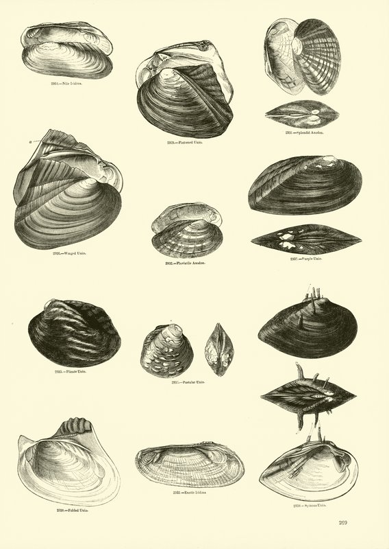 Pagina uit Het Picturale Museum van Geanimeerde Natuur door English School