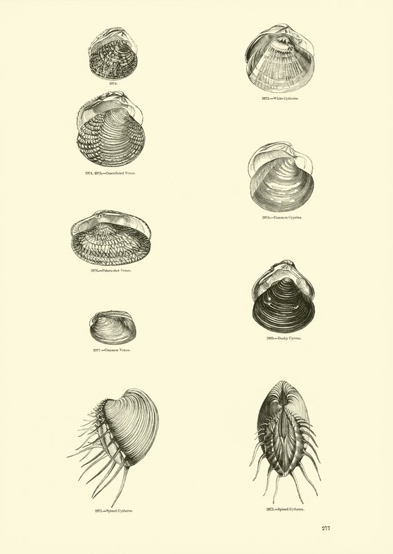 Pagina uit Het Picturale Museum van Geanimeerde Natuur door English School