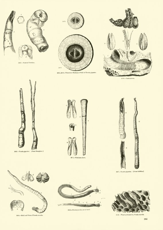 Pagina uit Het Picturale Museum van Geanimeerde Natuur door English School