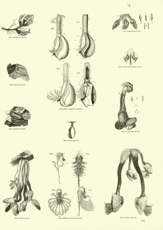 Pagina uit Het Picturale Museum van Geanimeerde Natuur door English School