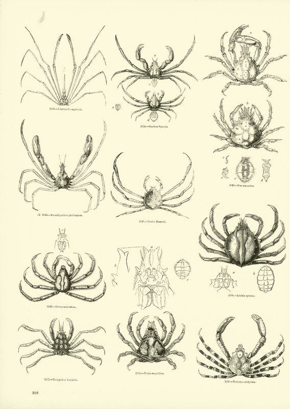Pagina uit Het Picturale Museum van Geanimeerde Natuur door English School