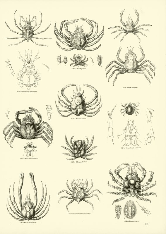 Pagina uit Het Picturale Museum van Geanimeerde Natuur door English School