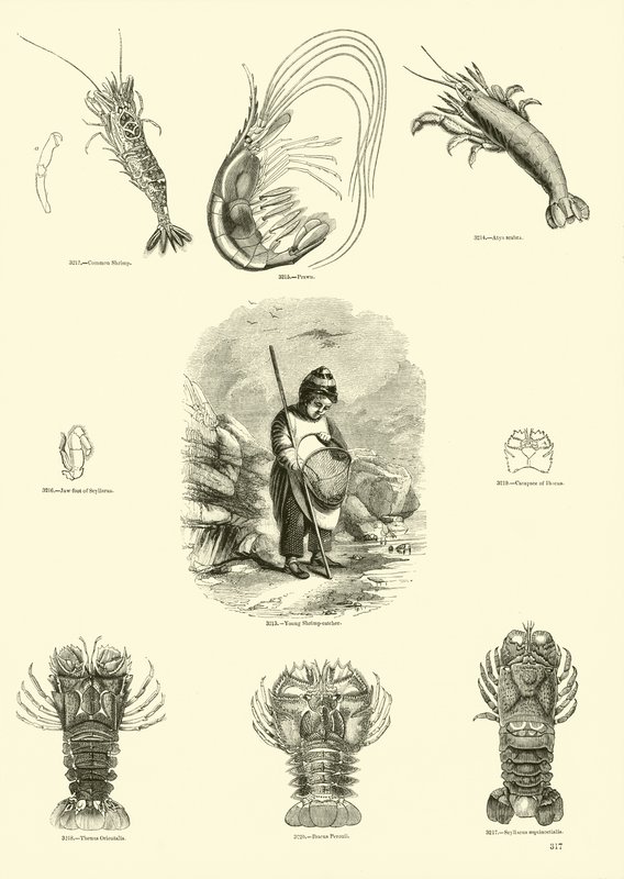Pagina uit Het Picturale Museum van Geanimeerde Natuur door English School