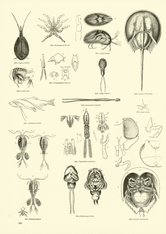 Pagina uit Het Picturale Museum van Geanimeerde Natuur door English School