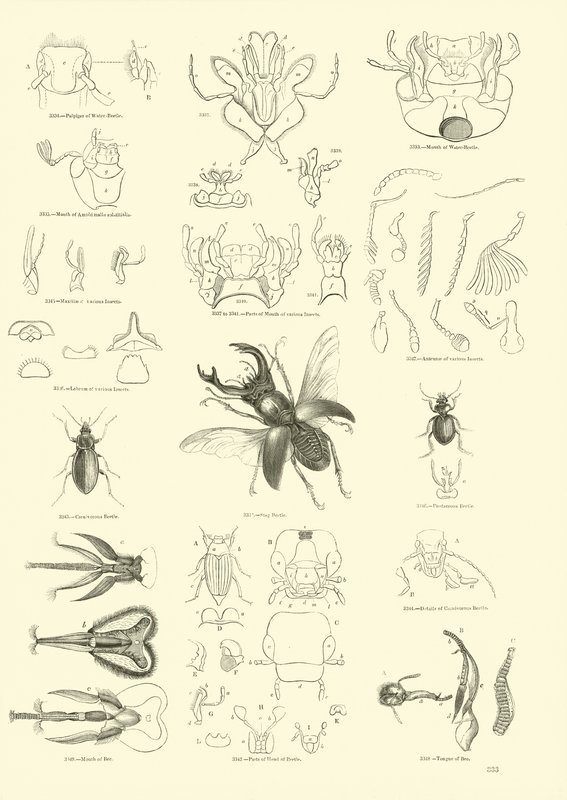 Pagina uit Het Picturale Museum van Geanimeerde Natuur door English School