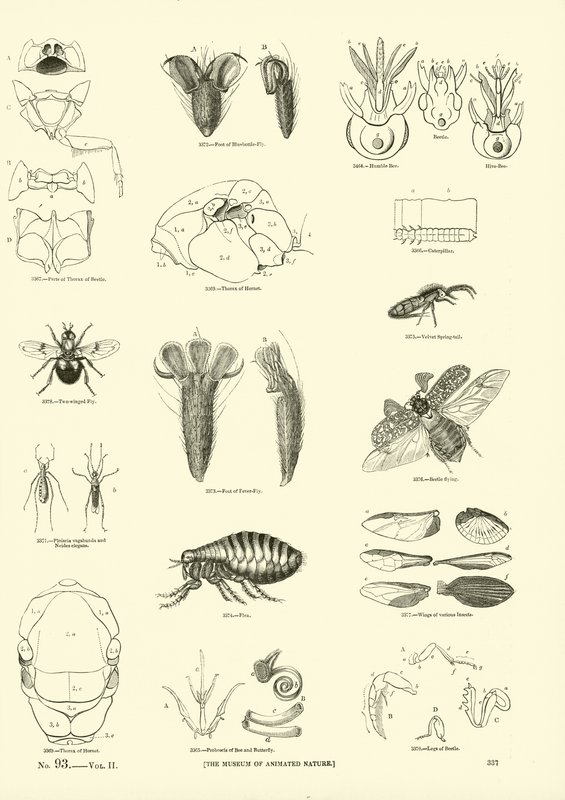 Pagina uit Het Picturale Museum van Geanimeerde Natuur door English School