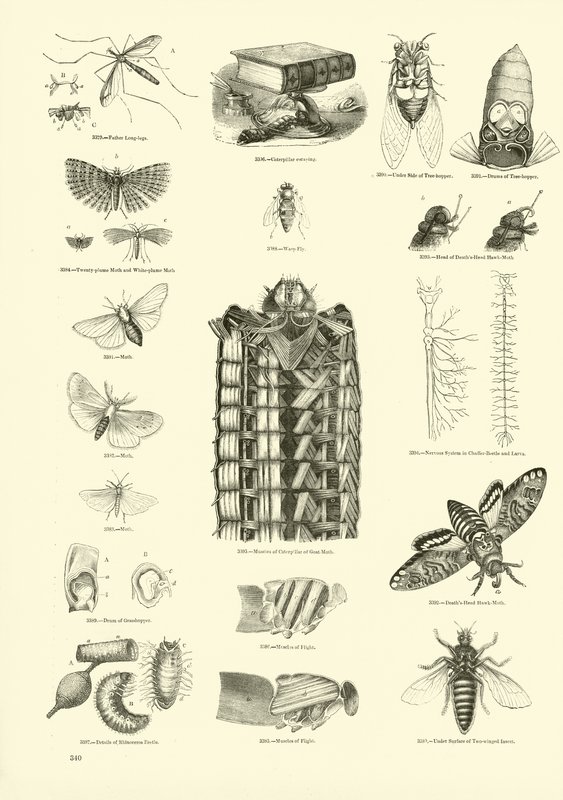 Pagina uit Het Picturale Museum van Geanimeerde Natuur door English School