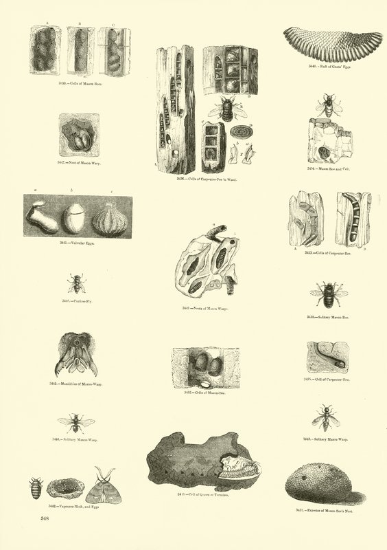 Pagina uit Het Picturale Museum van Geanimeerde Natuur door English School