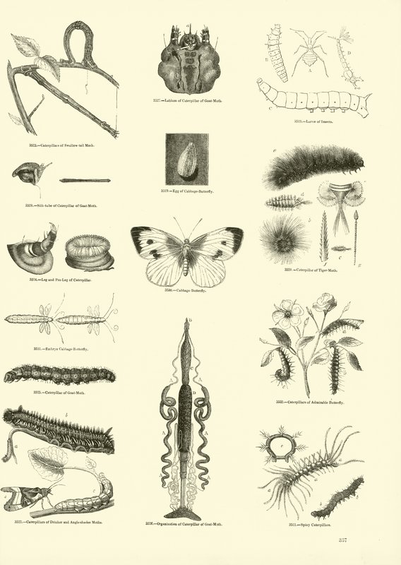 Pagina uit Het Picturale Museum van Geanimeerde Natuur door English School