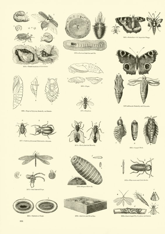 Pagina uit Het Picturale Museum van Geanimeerde Natuur door English School