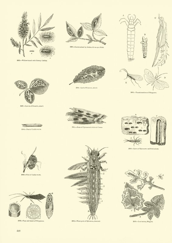 Pagina uit Het Picturale Museum van Geanimeerde Natuur door English School