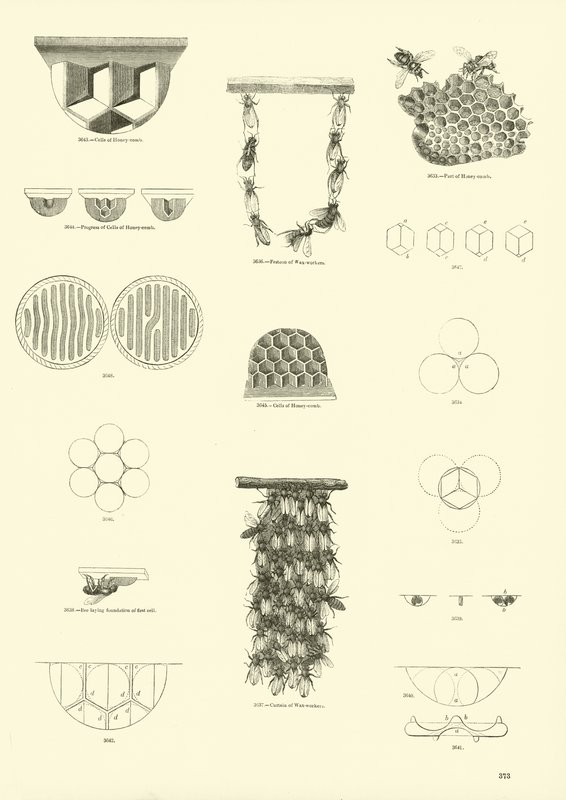 Pagina uit Het Picturale Museum van Geanimeerde Natuur door English School