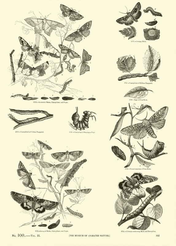 Pagina uit Het Picturale Museum van Geanimeerde Natuur door English School
