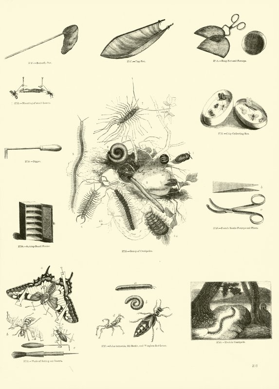 Pagina uit Het Picturale Museum van Geanimeerde Natuur door English School