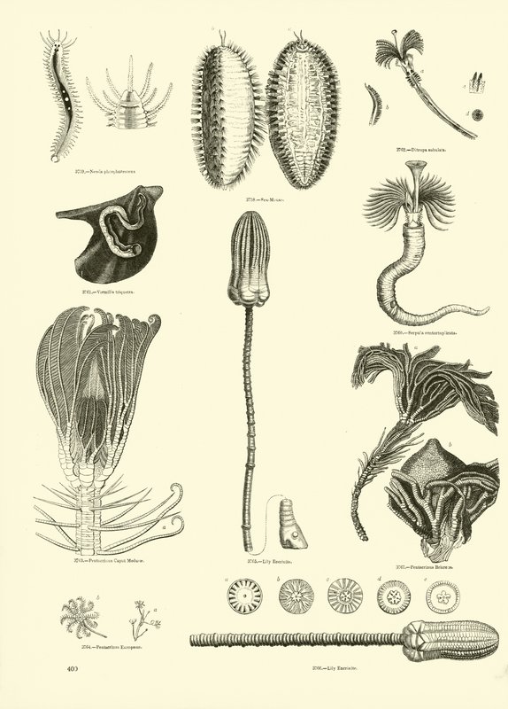 Pagina uit Het Picturale Museum van Geanimeerde Natuur door English School