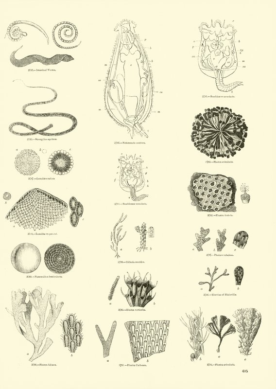 Pagina uit Het Picturale Museum van Geanimeerde Natuur door English School