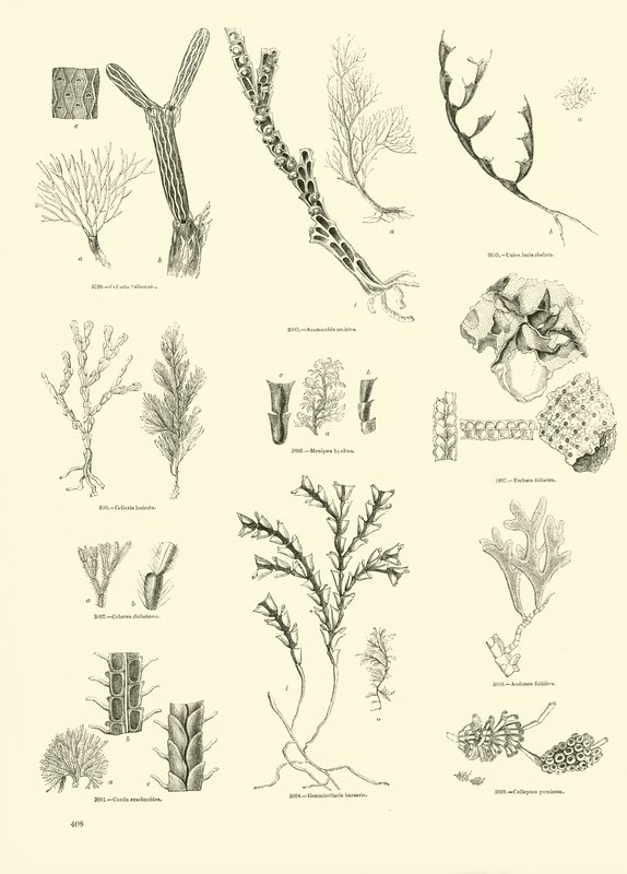 Pagina uit Het Picturale Museum van Geanimeerde Natuur door English School