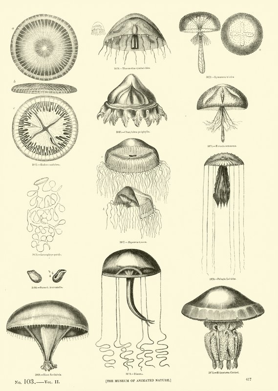 Pagina uit Het Picturale Museum van Geanimeerde Natuur door English School