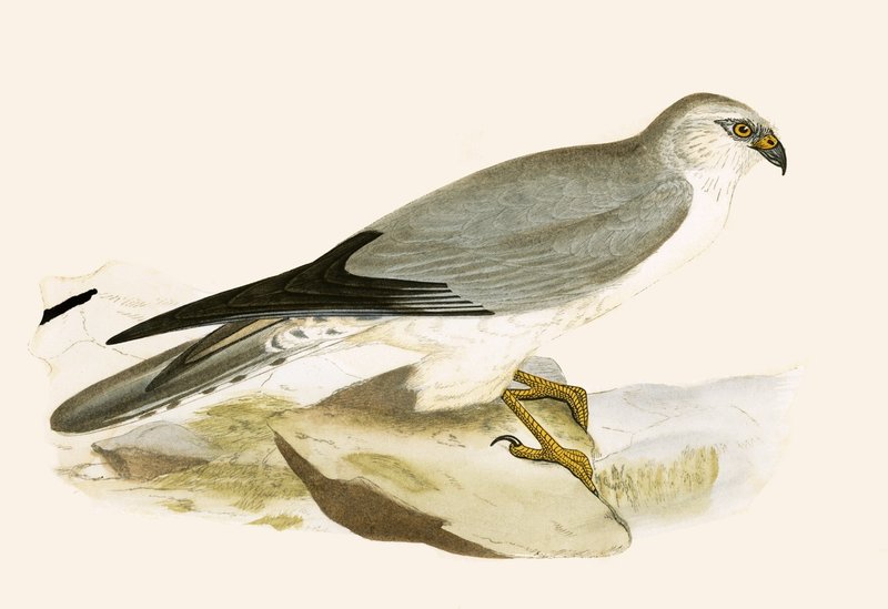 Bleekborstbuizerd, illustratie uit 
