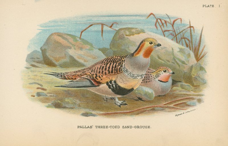 Pallas