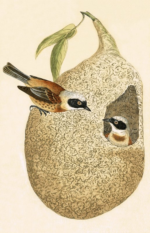 Buidelmees, illustratie uit 