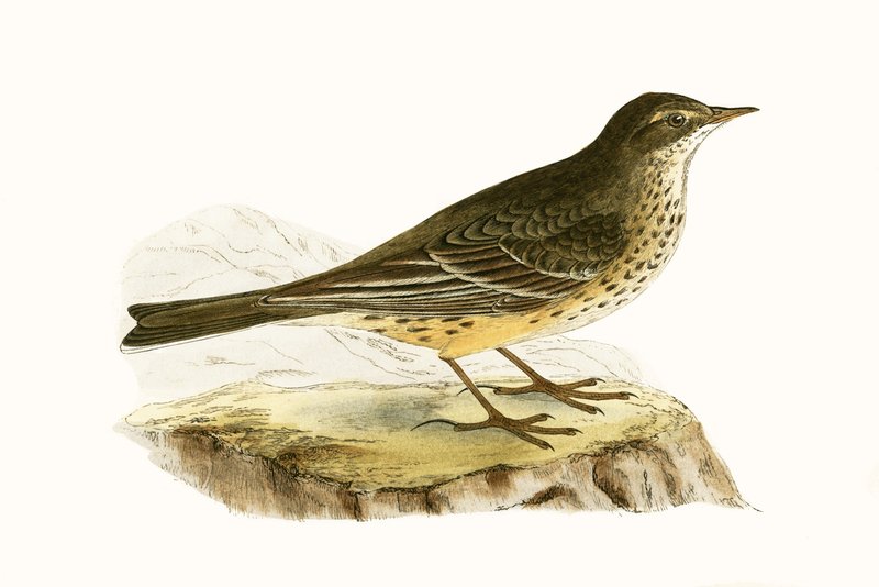 Pennsylvaniaanse Pieper, illustratie uit 