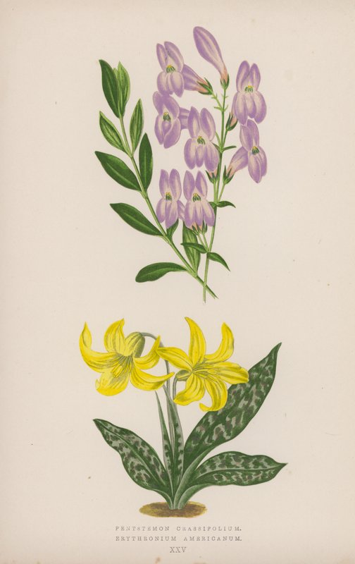 Pentstemon Crassifolium; Erythronium Americanum (kleur litho) door English School