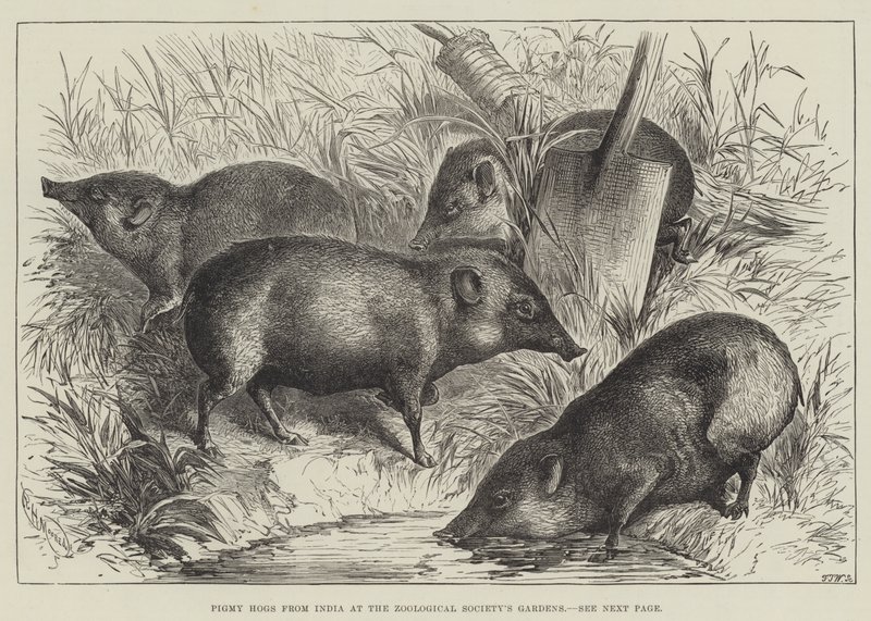 Pigmy Hogs uit India in de tuinen van de Zoological Society door English School