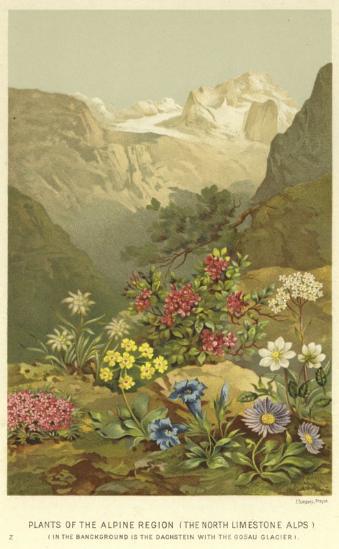 Planten van de Alpenregio, de Noordelijke Kalkalpen door English School