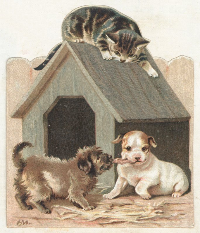 Speelse puppy